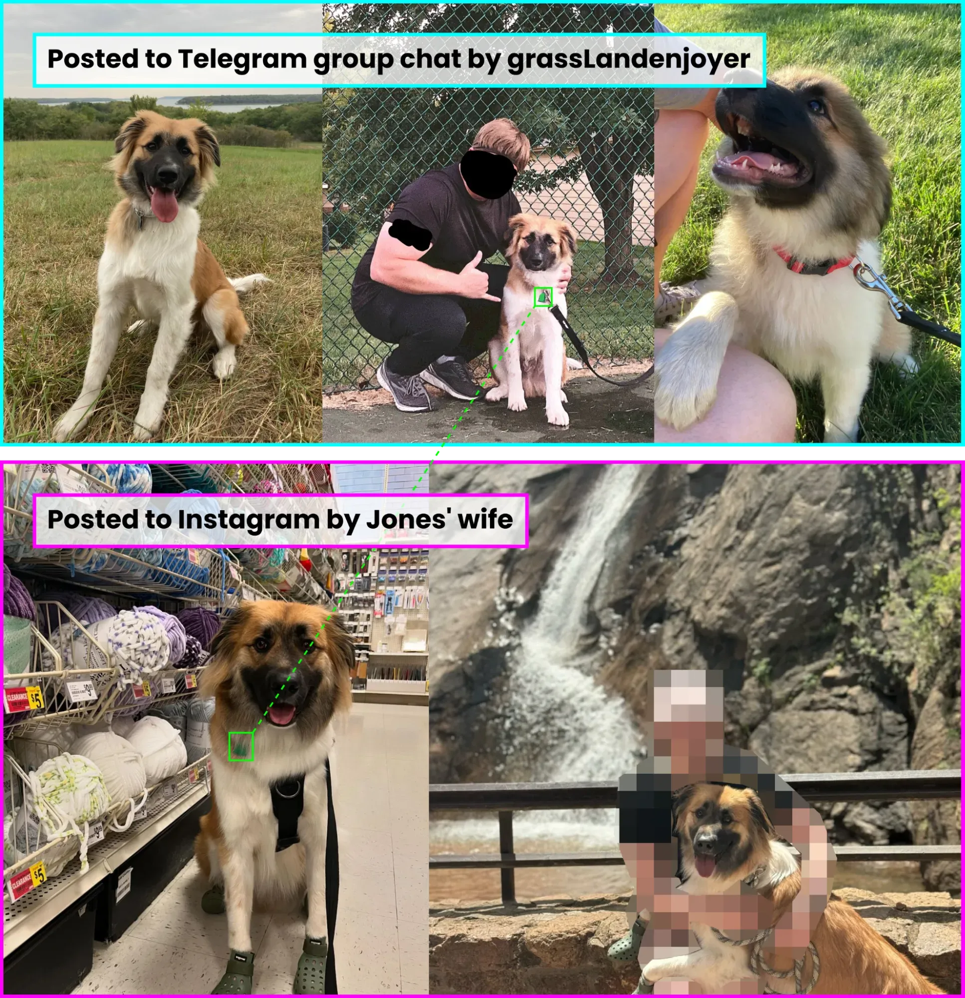 Top row: pictures of a dog posted by Telegram user “grassLandenjoyer” to a group chat (left, center, and right); bottom row: pictures of the same dog posted by Jones’ wife to her Instagram accounts.